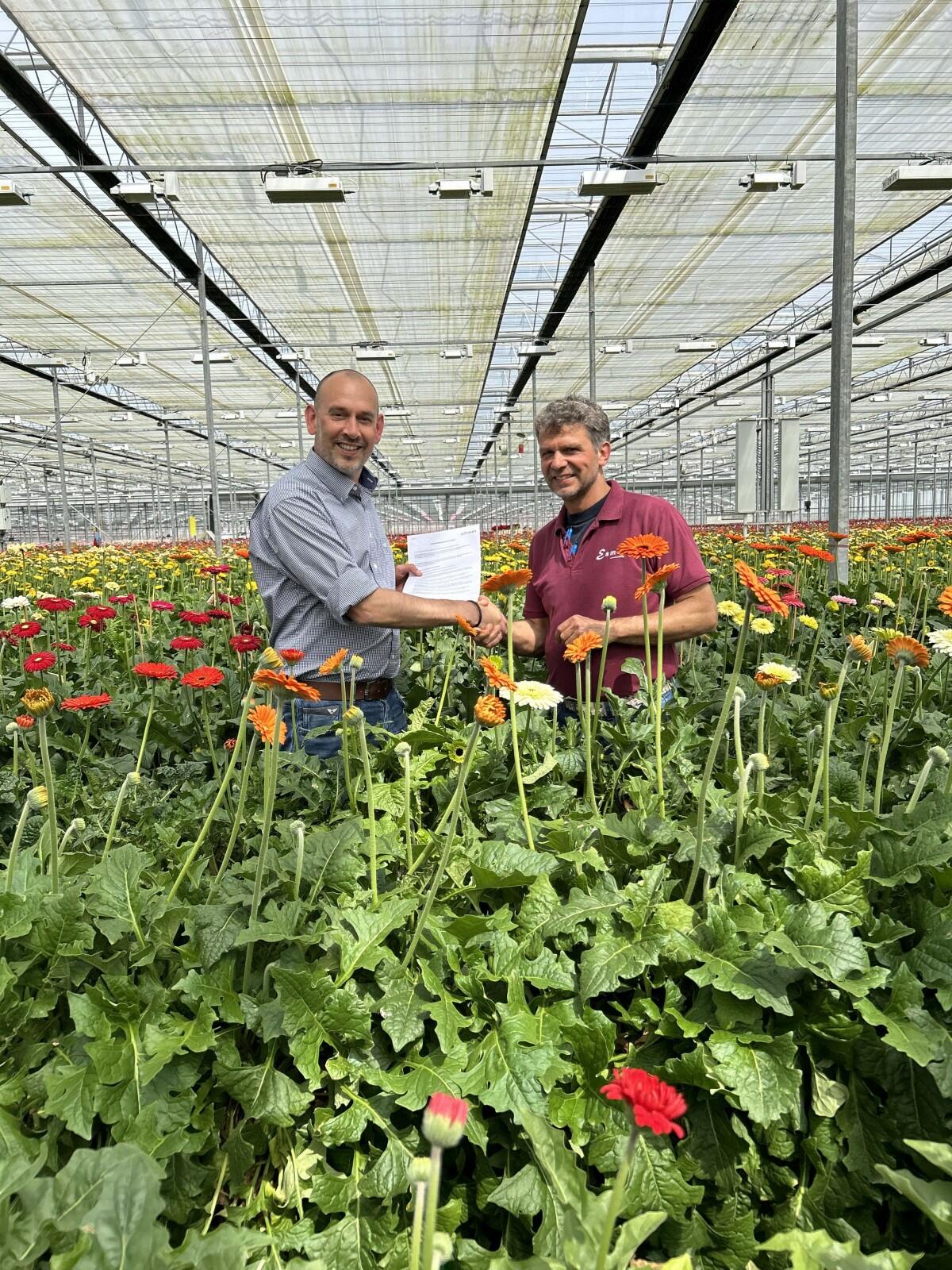 Schreurs Holland B.V. announces exclusive partnership with Kwekerij Esmeralda for the sales of gerbera varieties