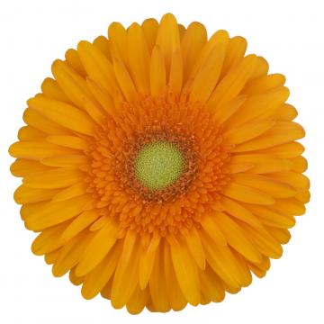 Our Collection - Schreurs Gerbera